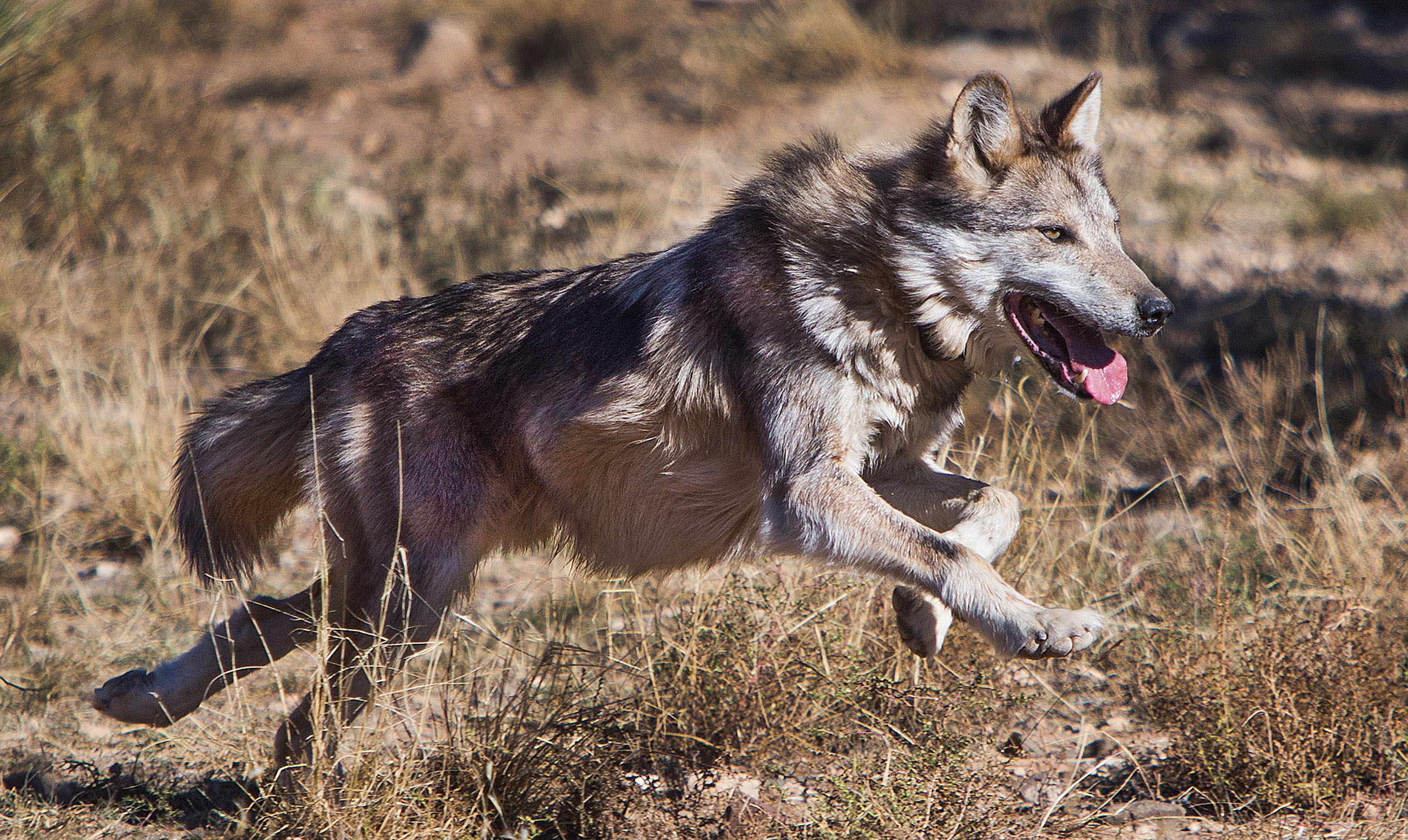 Mexican wolf at Sevilleta Wolf Management Facility | FWS.gov